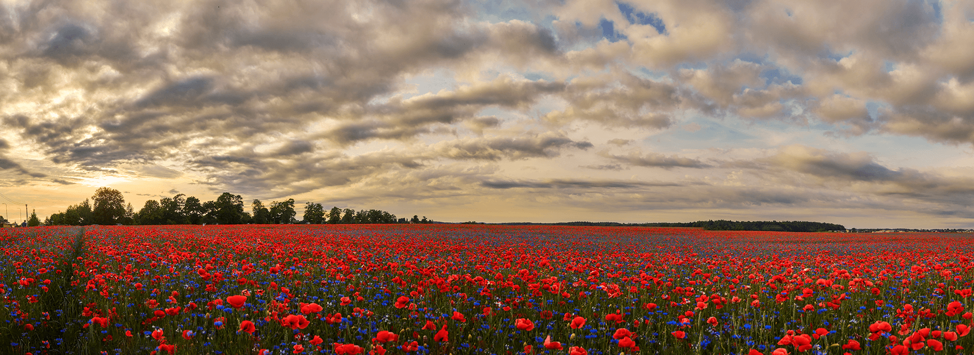 filed of poppies