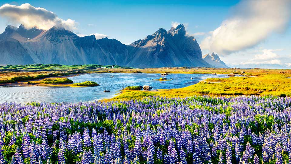 Purple lupine flowers in a vibrant meadow with a mountain range and a tranquil river under a bright blue sky.