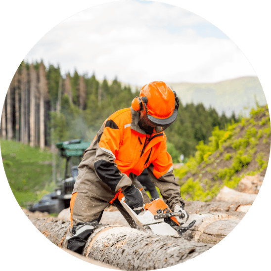 Forestry worker cutting logs with a chainsaw in a woodland area, wearing orange protective gear and earmuffs.