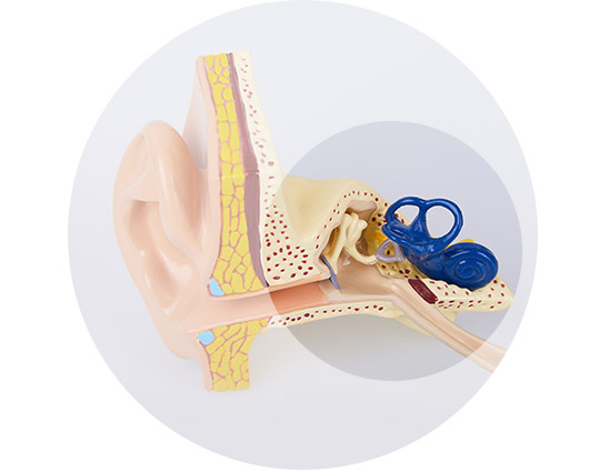 A 3D anatomical model of a human ear highlighting the outer ear, middle ear, and inner ear, including the blue cochlea, displayed on a plain background for hearing health education.