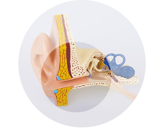 Conductive hearing loss location within the ear showing the outer and middle ear structures.